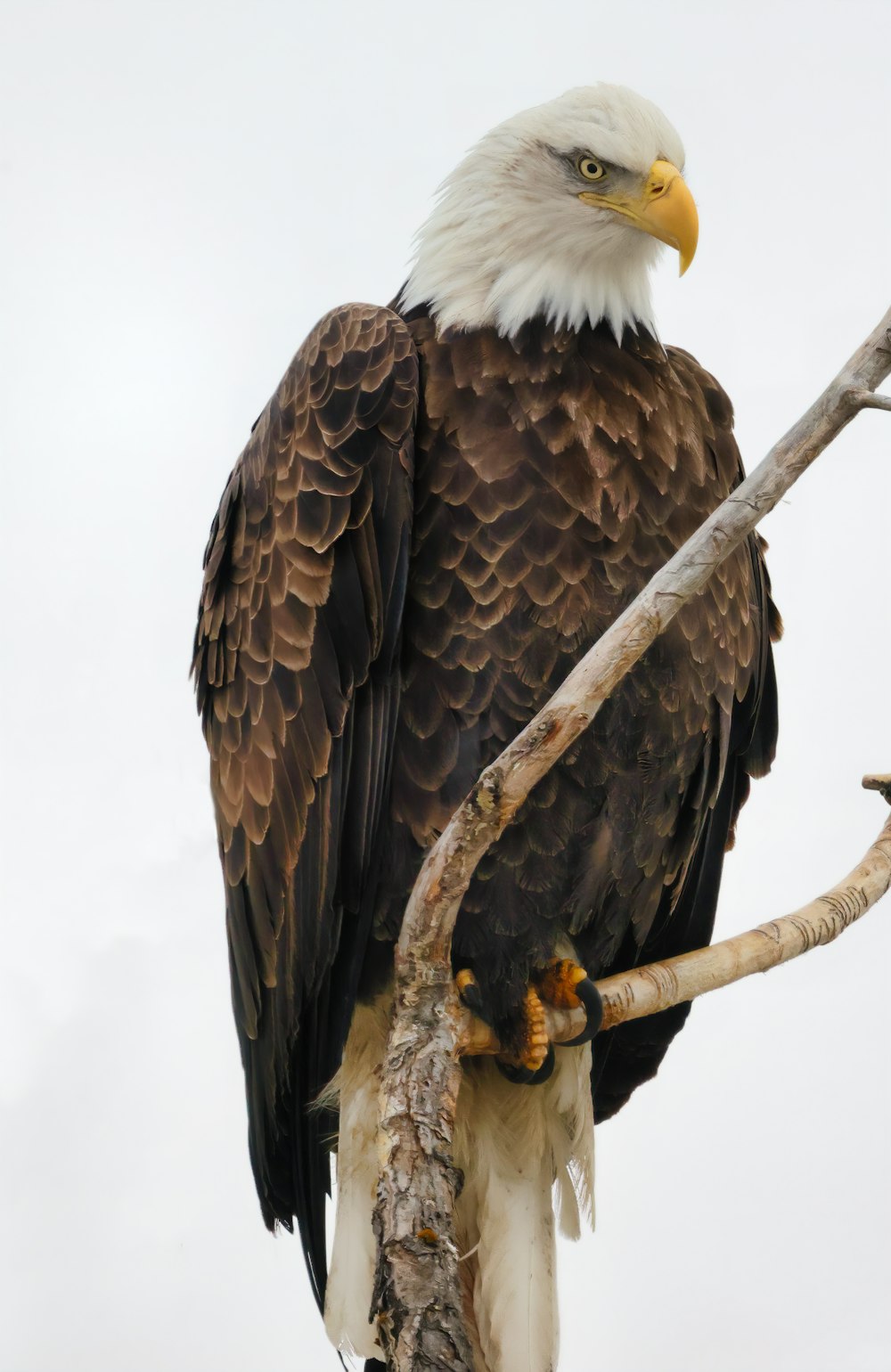 a bald eagle perched on top of a tree branch