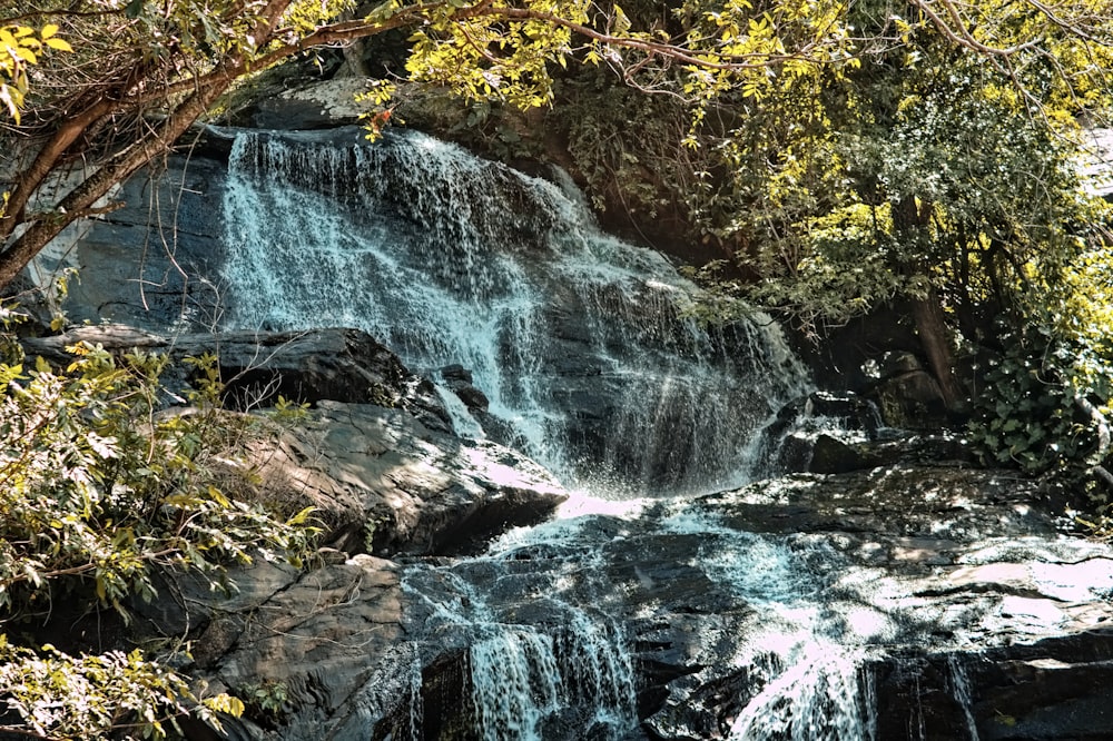 Una cascada en medio de un bosque