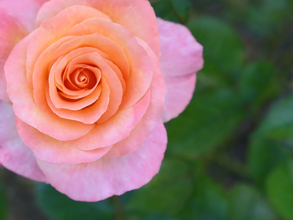 a pink rose with green leaves in the background