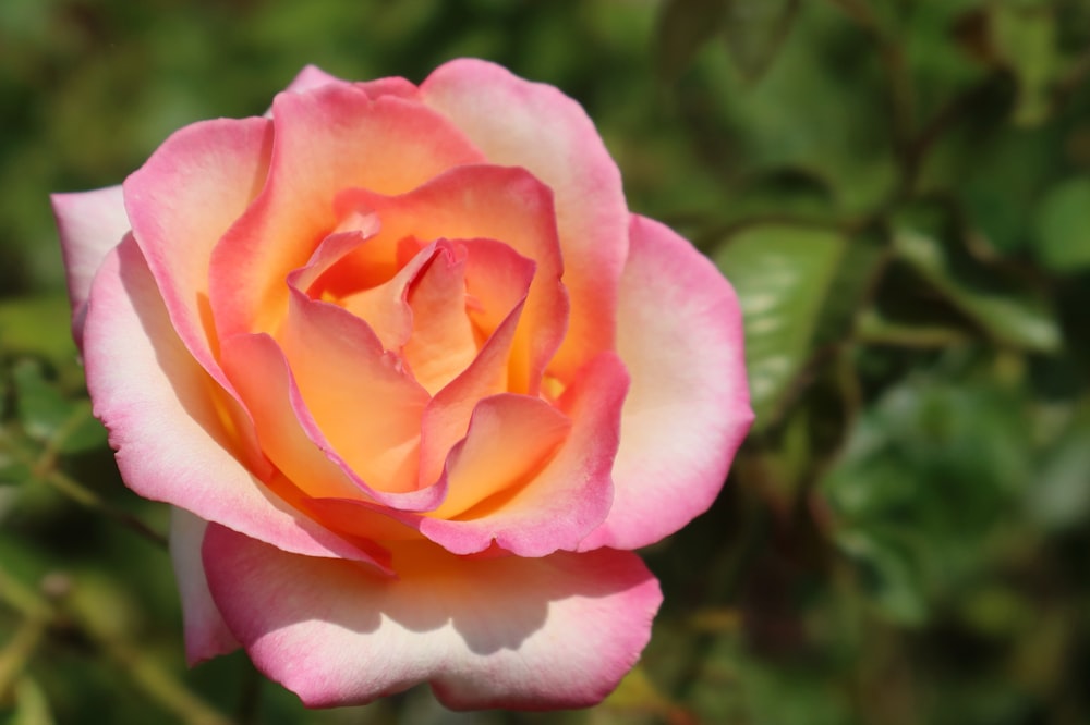 a pink and white rose with green leaves in the background