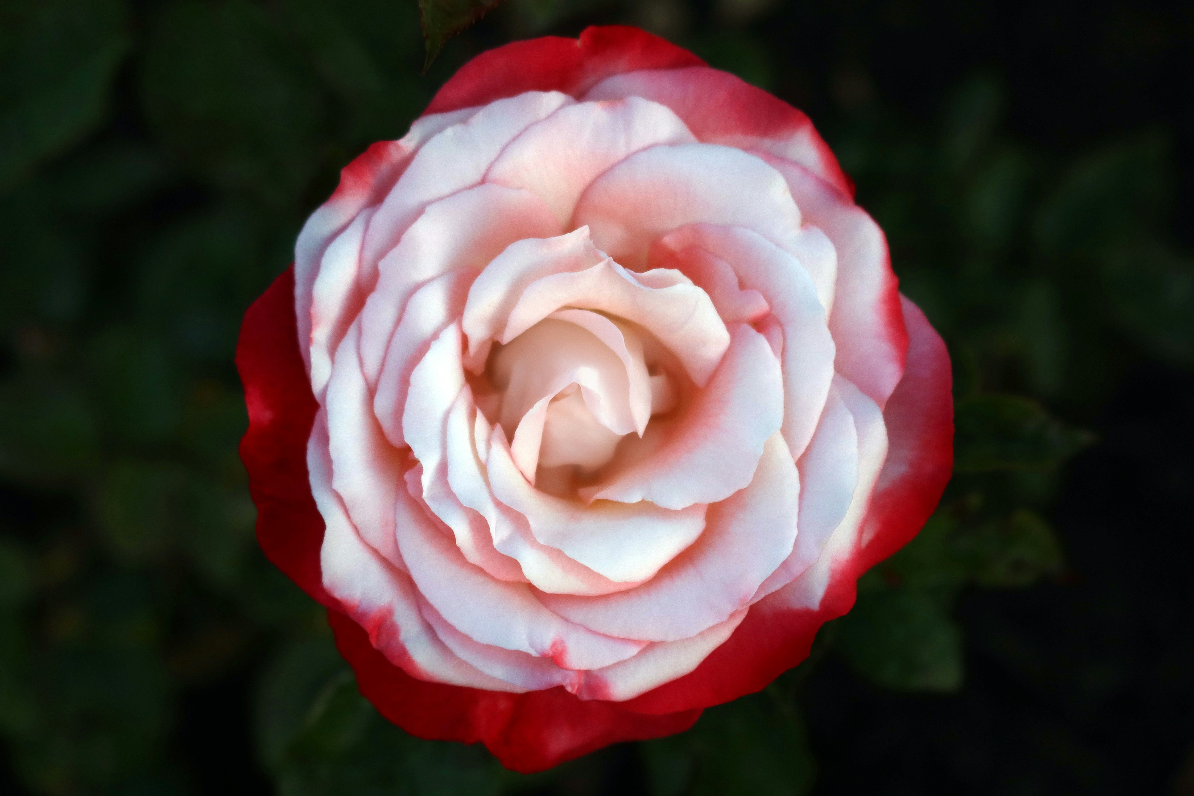 Red and white flower garden in full bloom