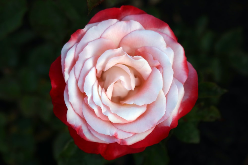 a close up of a pink and white flower