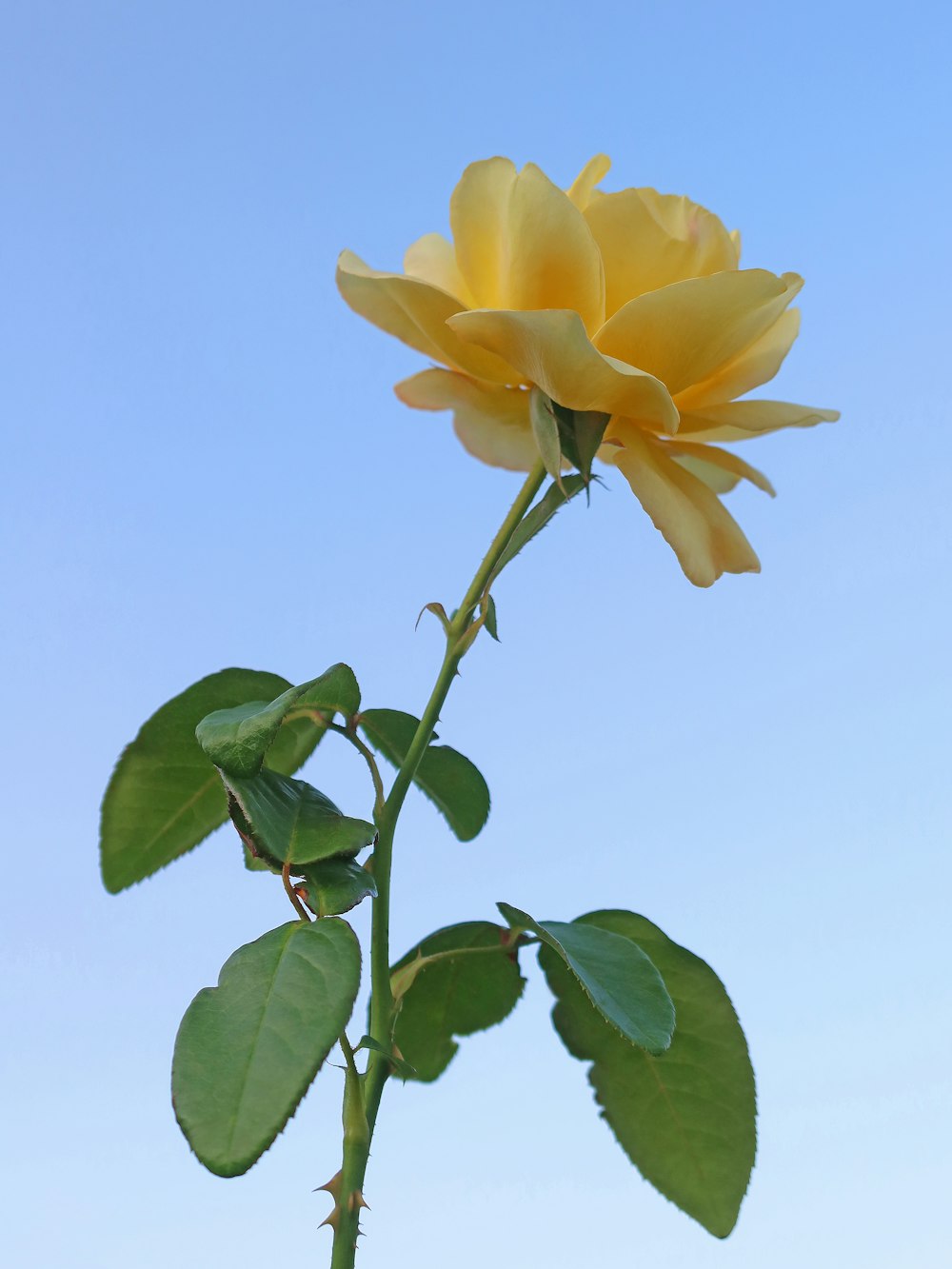a single yellow rose with green leaves against a blue sky