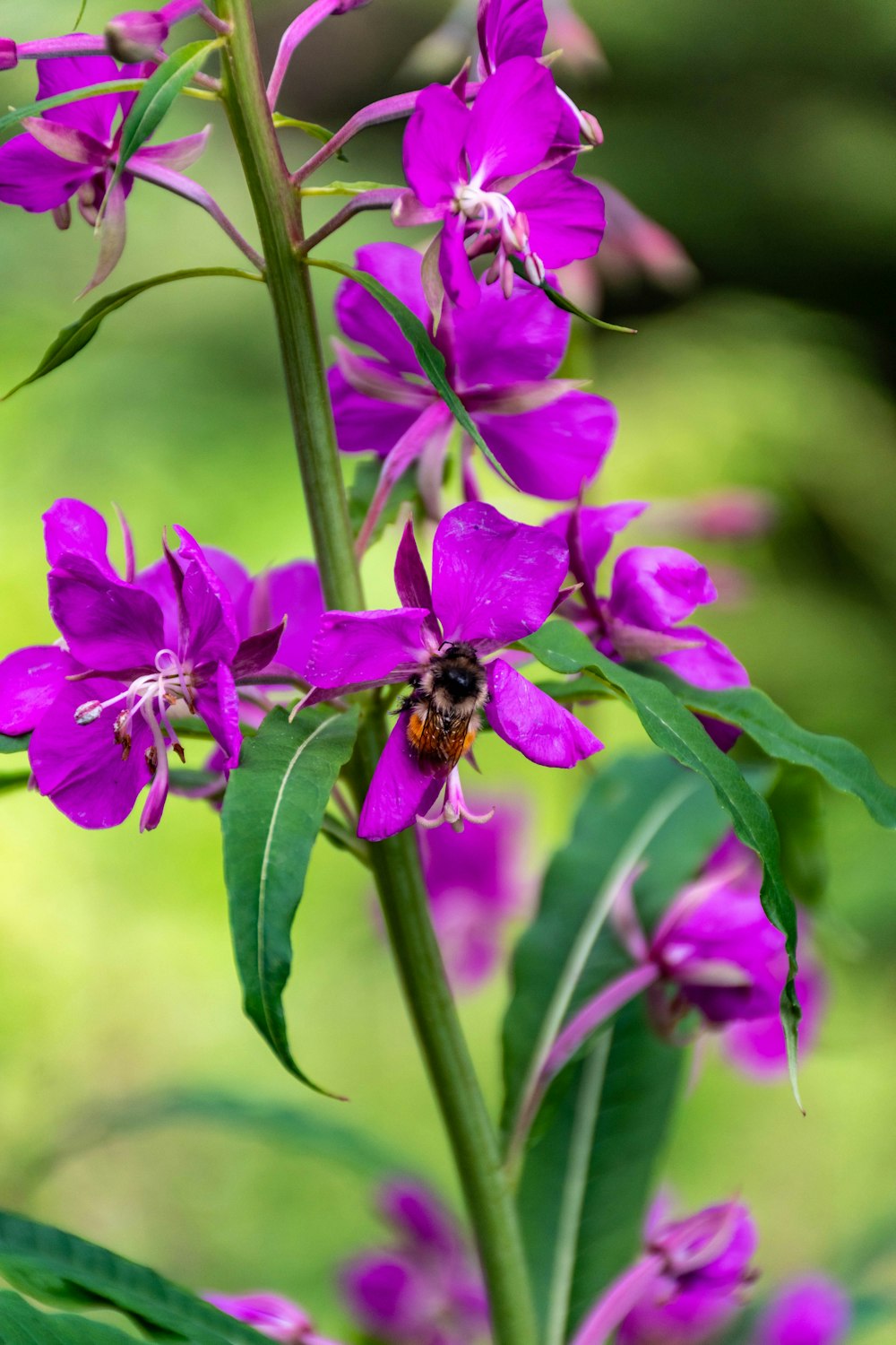 a purple flower with a bee on it