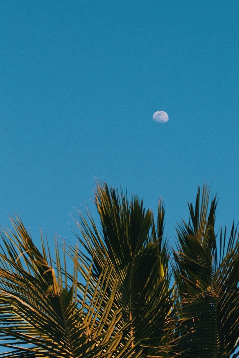 the moon is seen through the branches of a palm tree