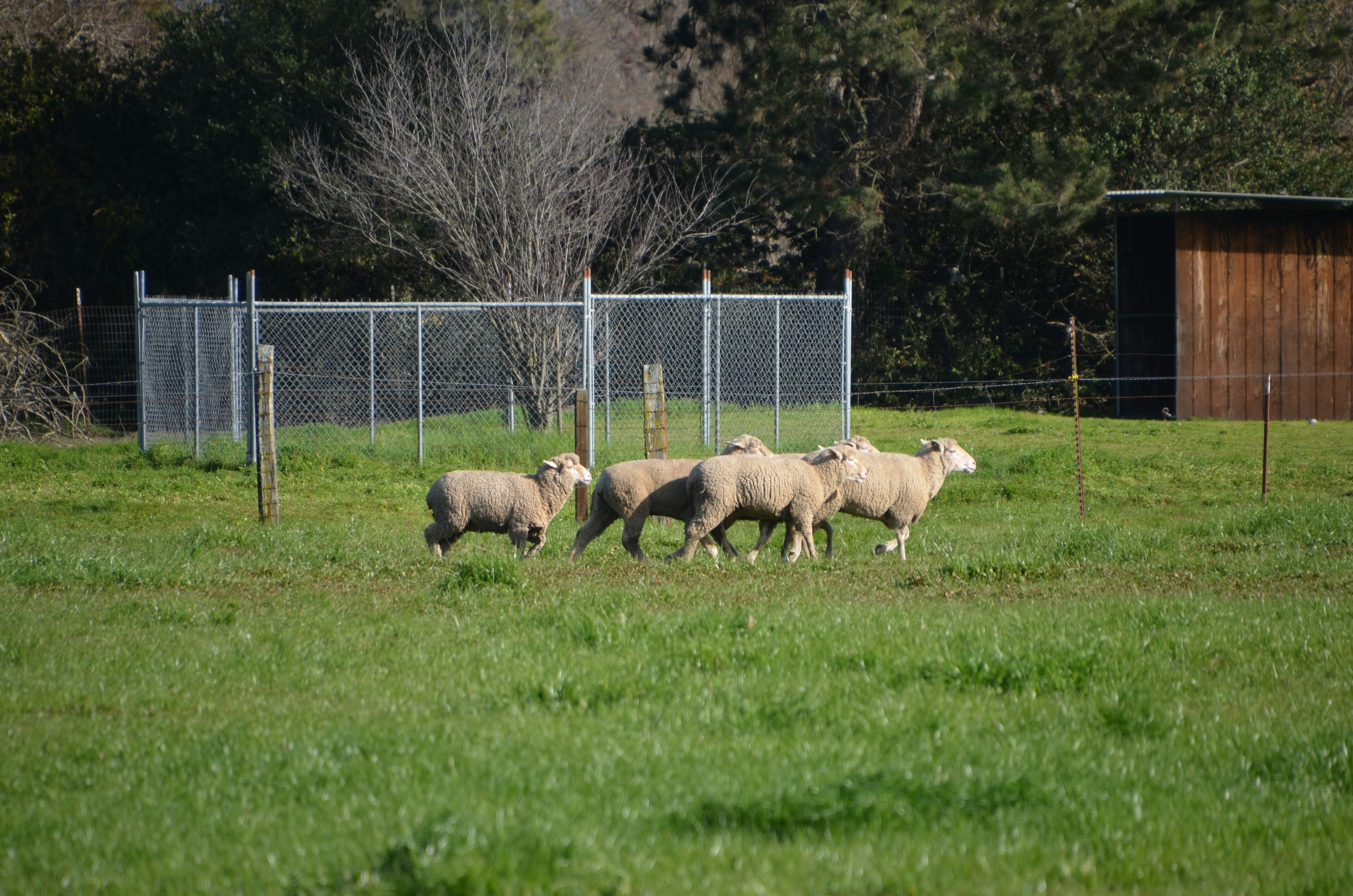 a herd of sheep standing on top of a lush green field