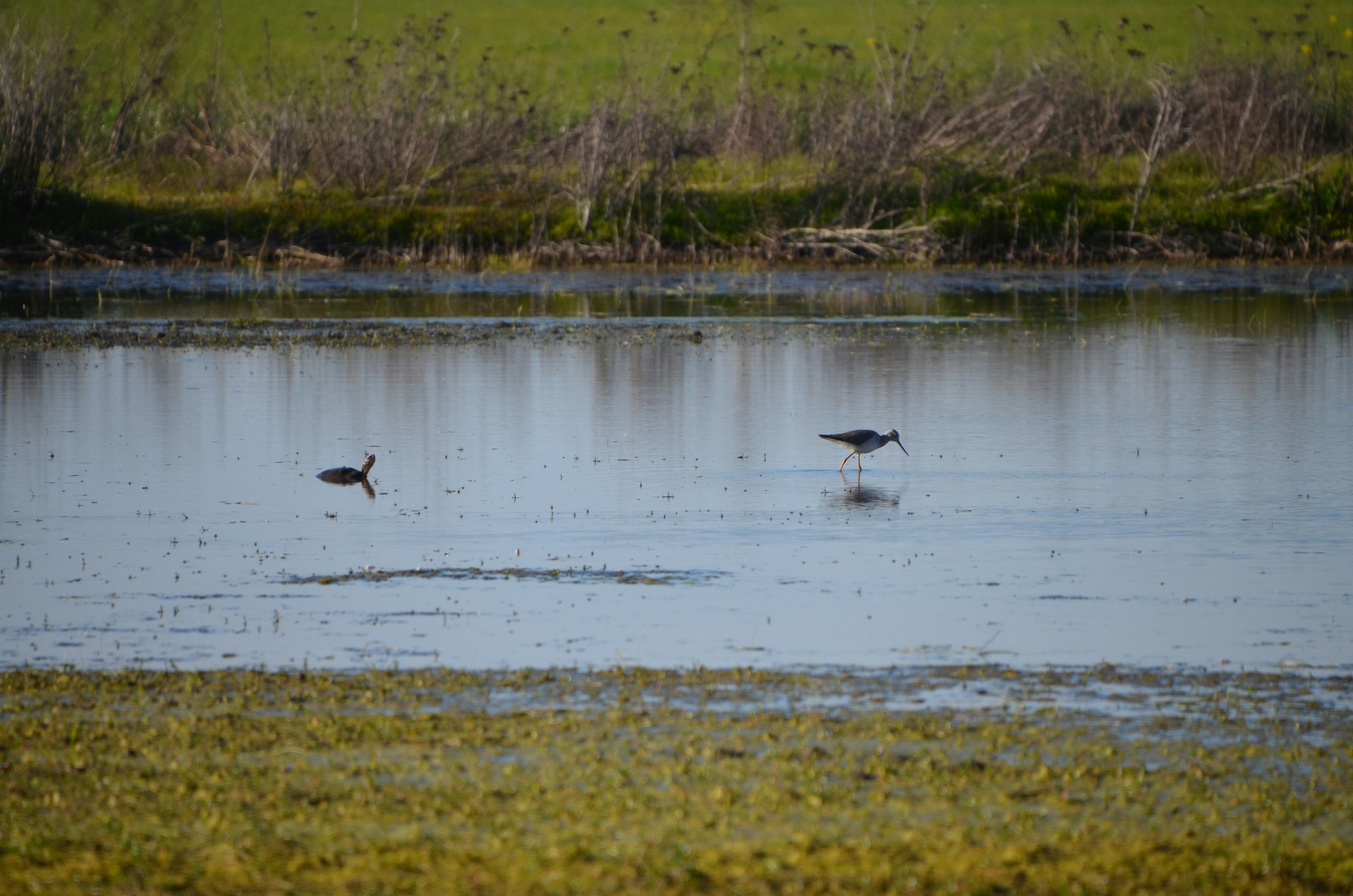 Photo by chapelbeach