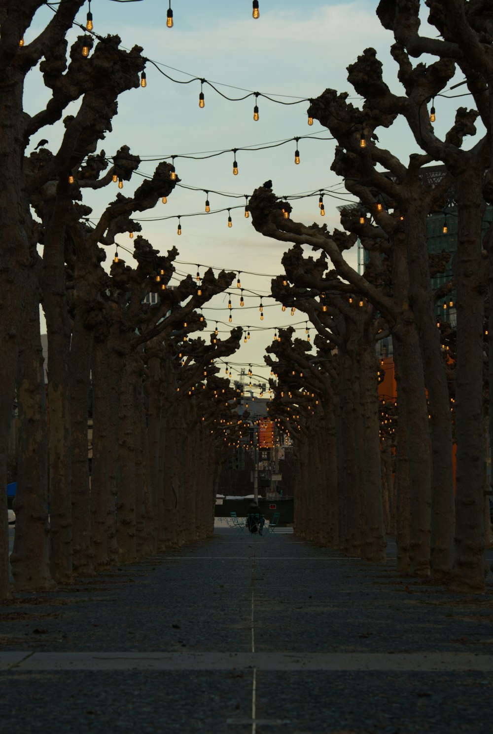 a street lined with lots of trees covered in lights