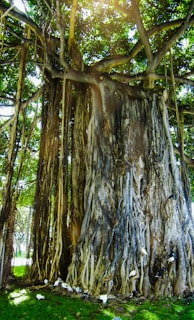 A group of sindhi elders sharing stories beneath the shade of a banyan tree