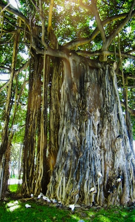 A massive banyan tree with thick, intricate roots cascades down, creating a dense curtain of interwoven branches. The sun filters through the lush green leaves, casting dappled light on the trunk. Pigeons gather at the base, contributing to the vibrancy and life surrounding the tree.