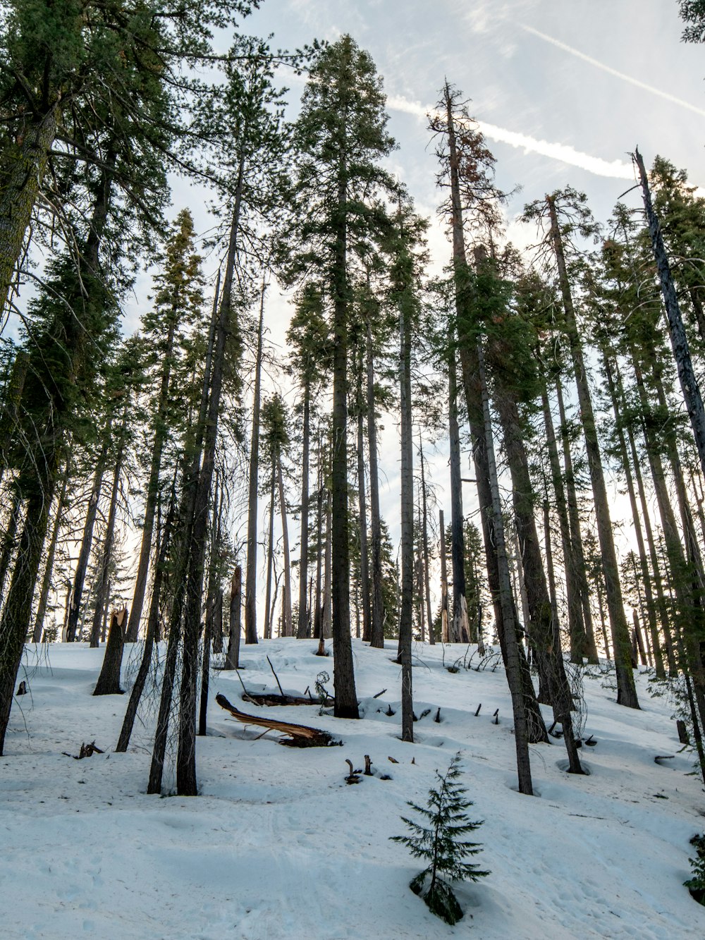 a forest filled with lots of trees covered in snow