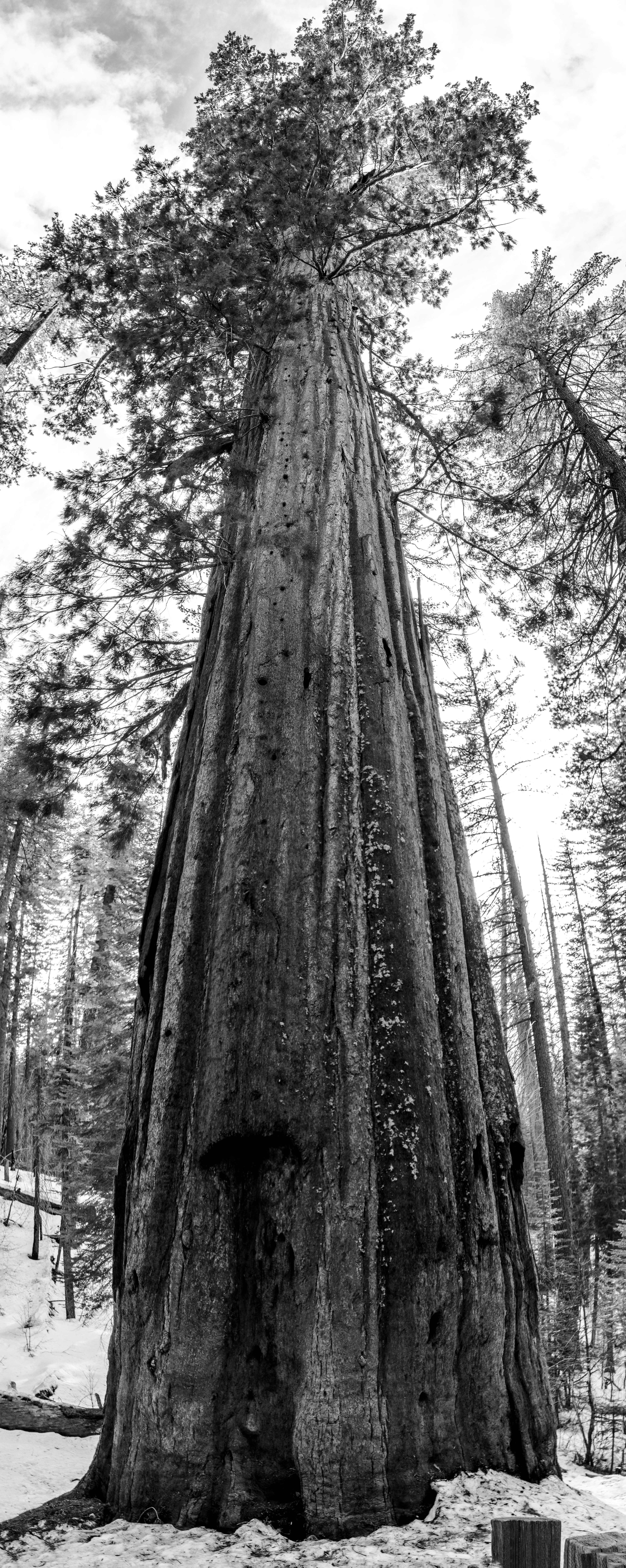 Giant Sequoia