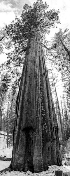 Sequoia Forest: Home of the World's Largest Trees