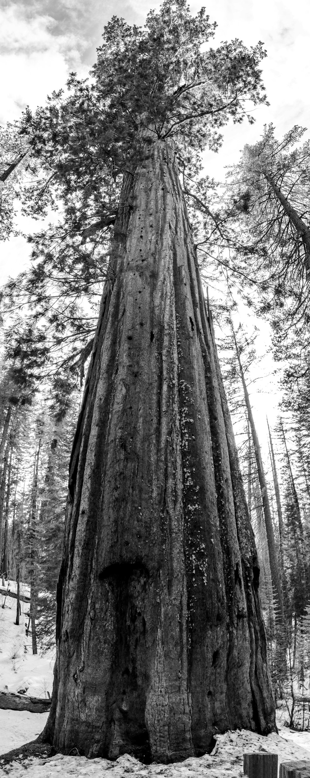 a large tree standing in the middle of a forest