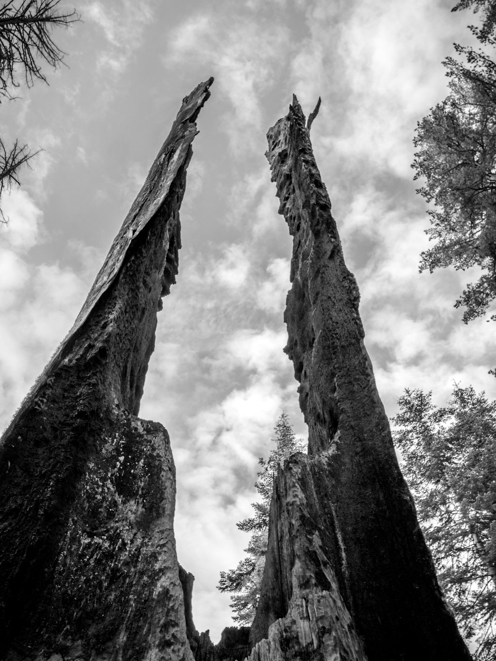 a couple of tall trees standing next to each other