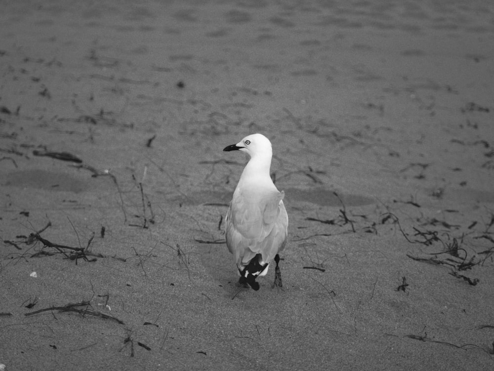 a black and white photo of a seagull on the beach