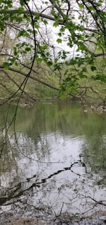 A calming nature scene with a tranquil lake reflecting the trees.