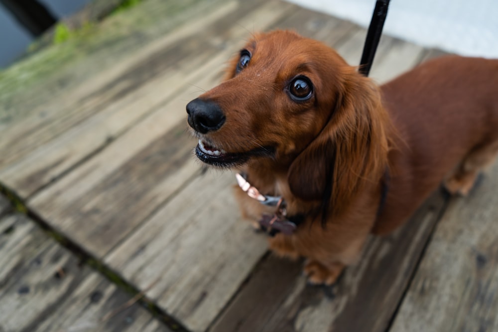 a brown dog standing on top of a wooden deck