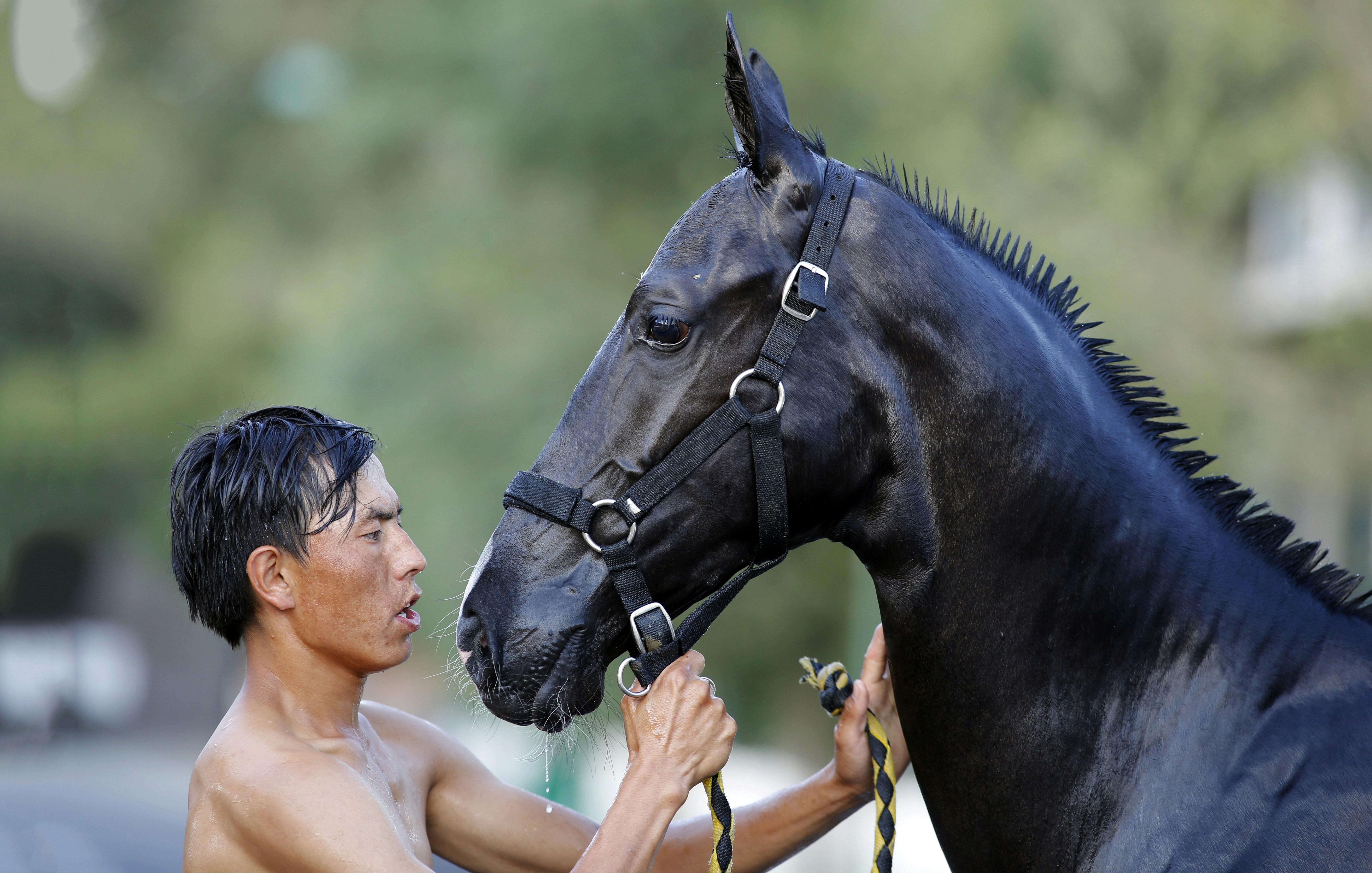 A man inspects a black horse's bridle.
