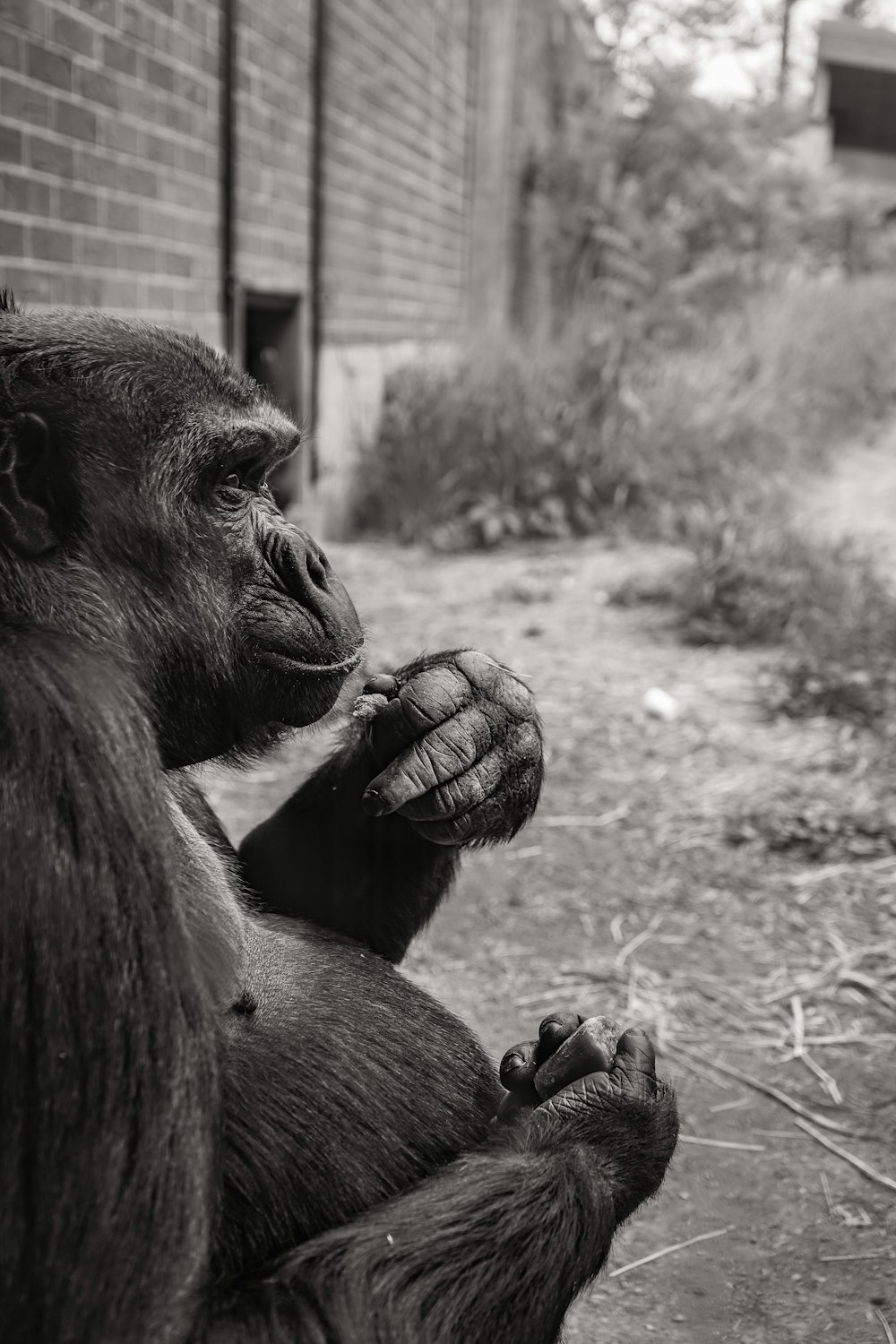 a black and white photo of a gorilla