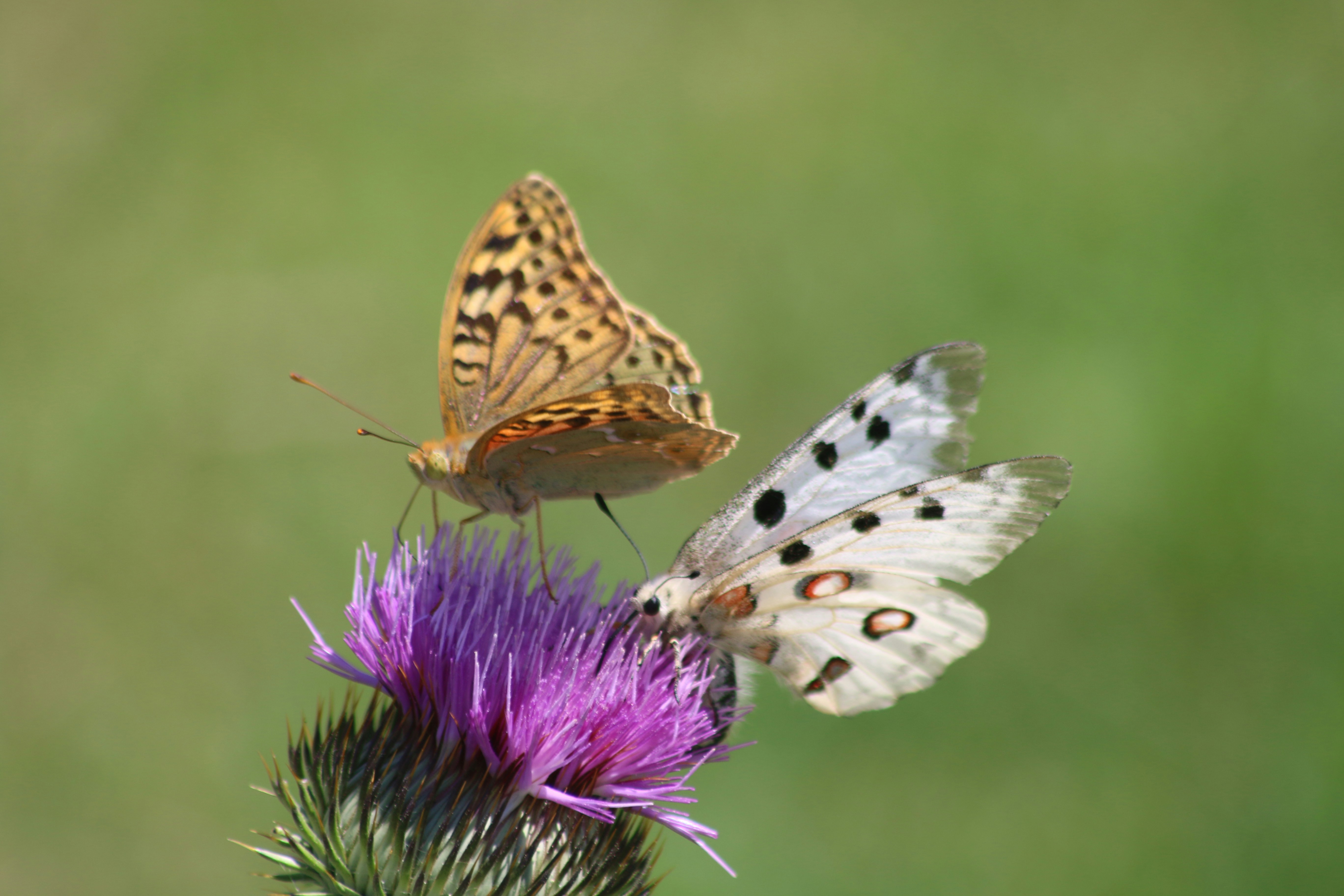 Two butterflies sitting on top of a purple flower photo – Free ...