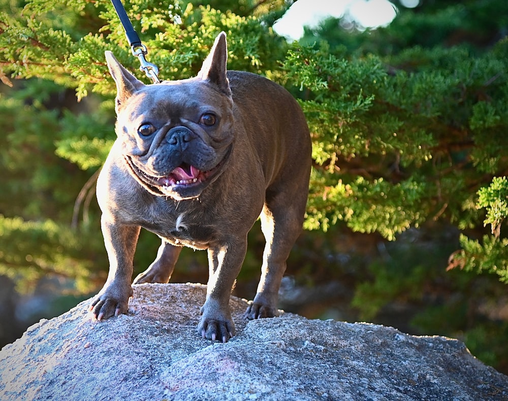 a dog standing on top of a large rock