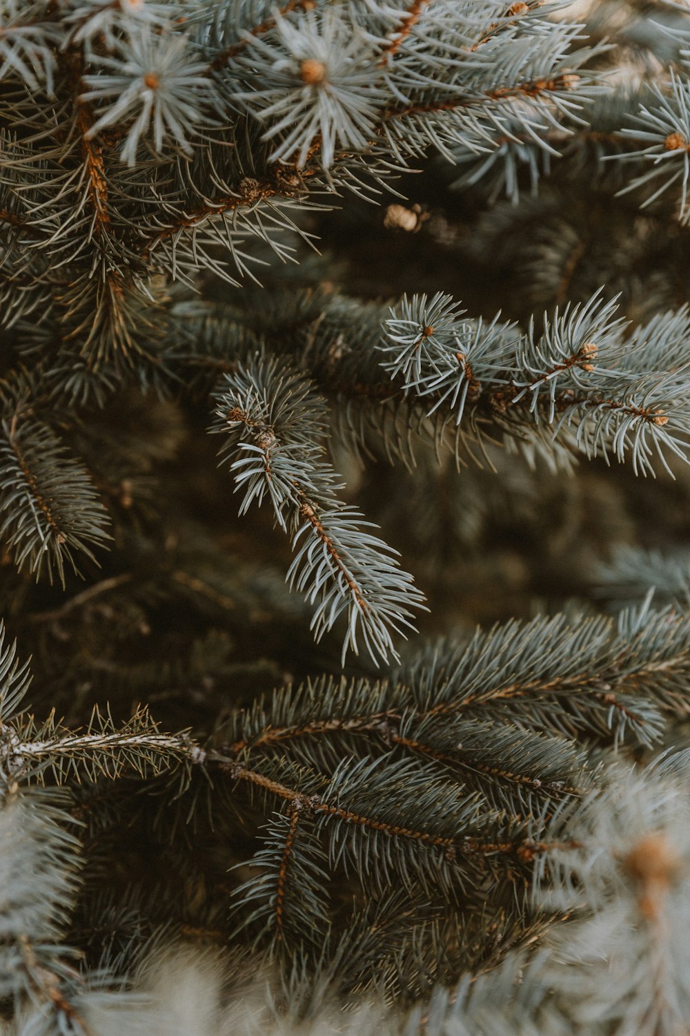 a close up of a pine tree with needles