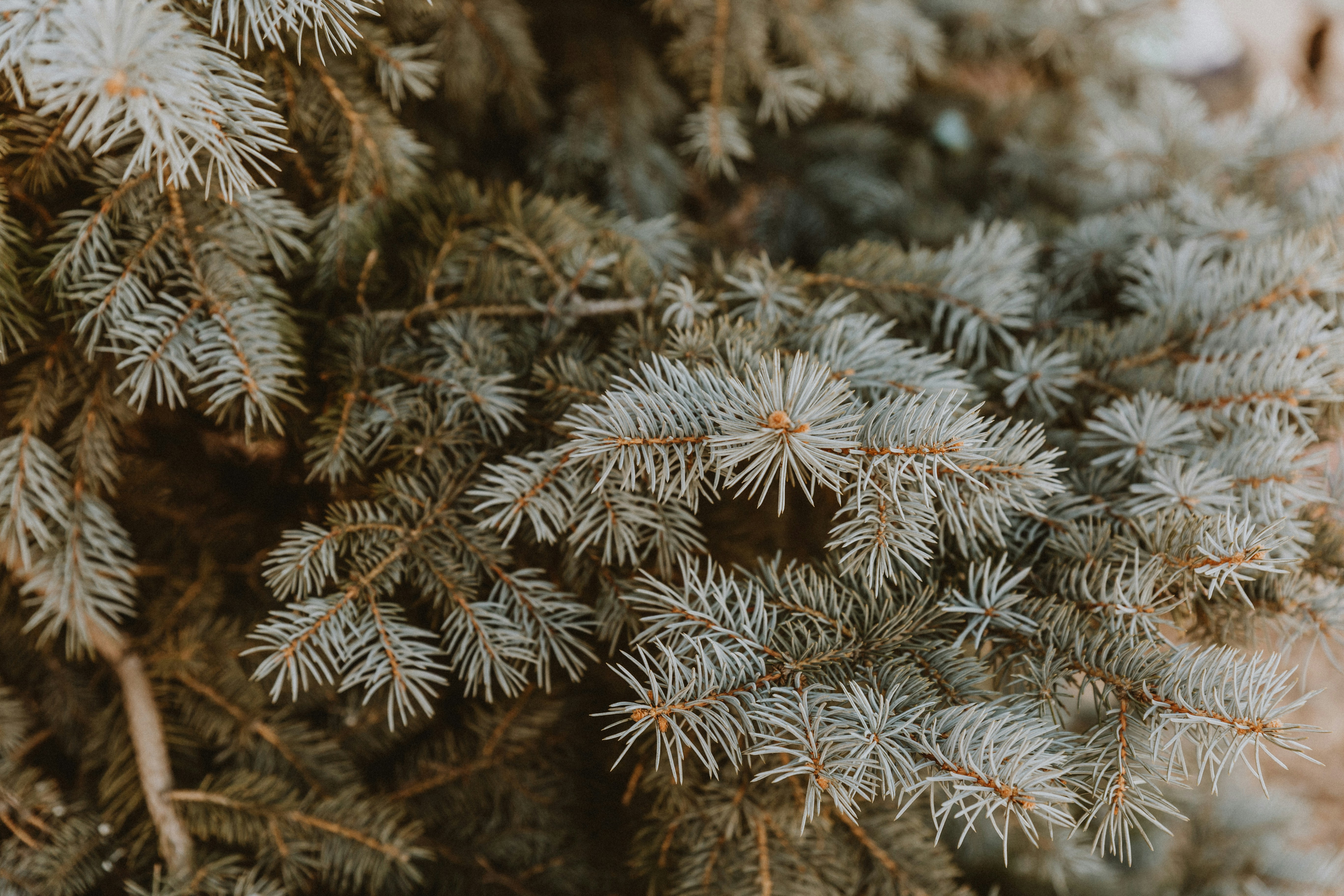 Photo by benignohoyuela