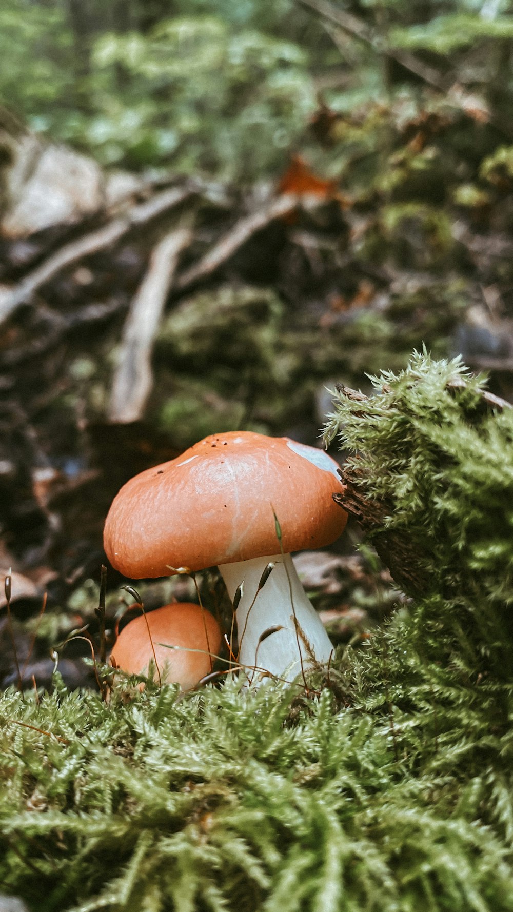 un gruppo di funghi che sono seduti nell'erba
