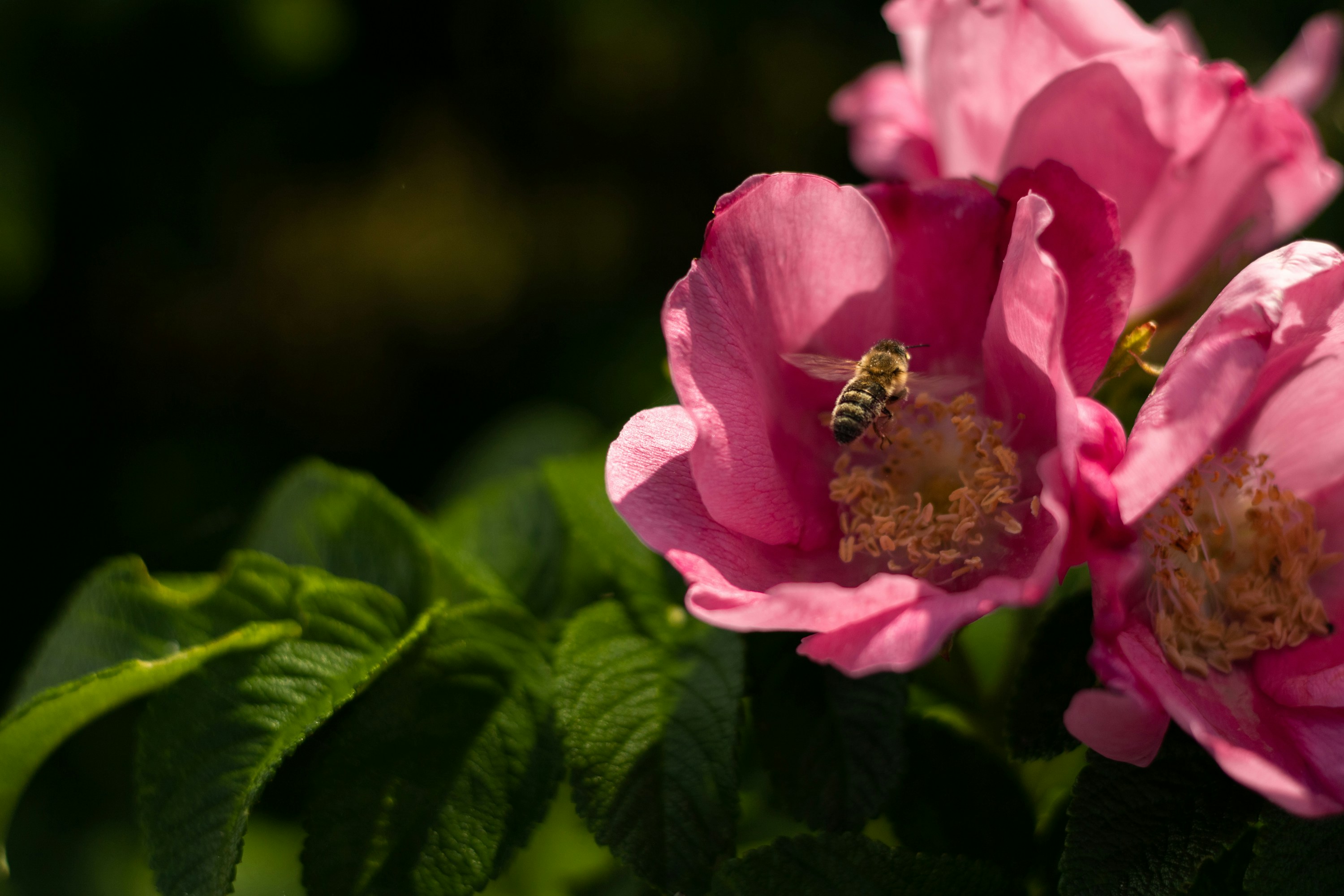 Photo by mirkofabian