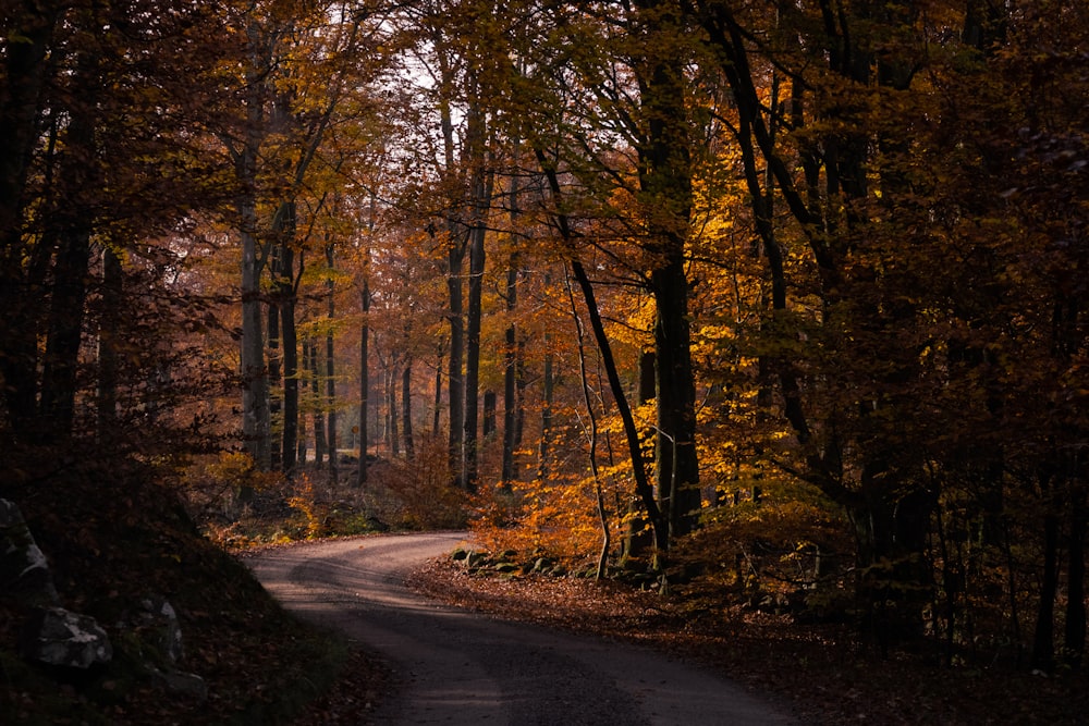 a road in the middle of a forest with lots of trees