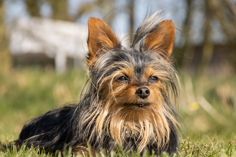 a small brown and black dog laying in the grass