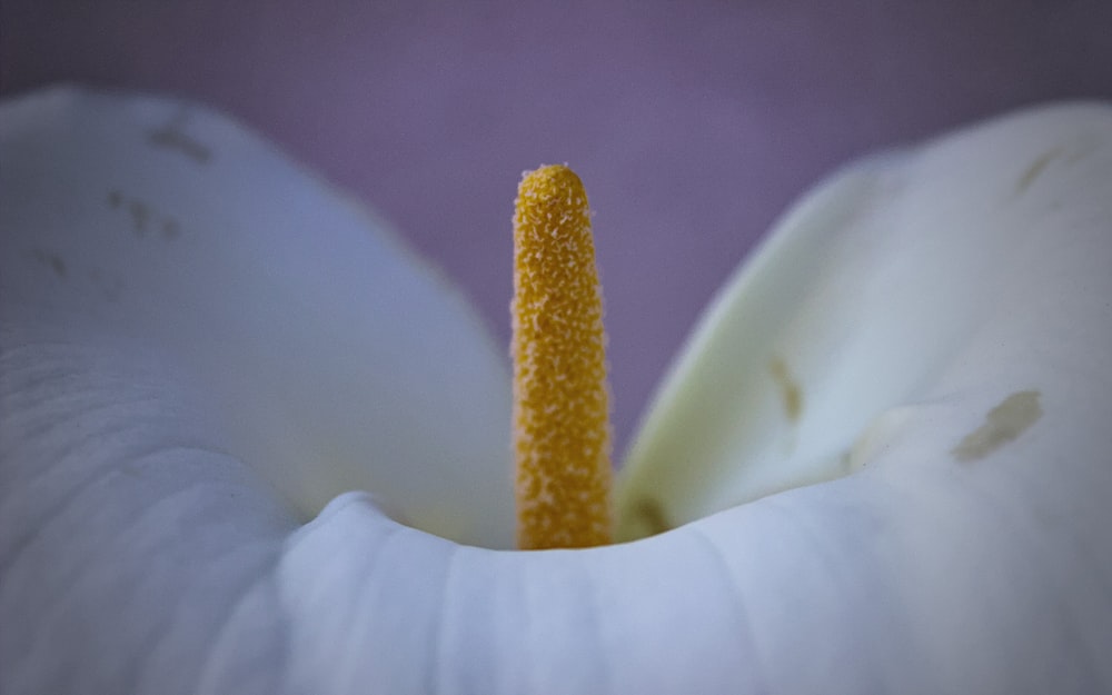 a close up of a white flower with a yellow stamen