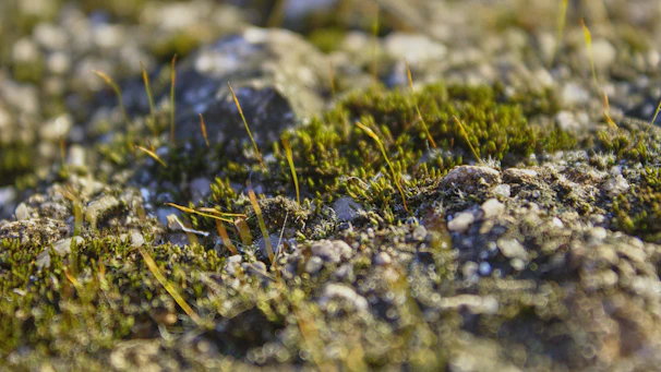 A close-up of moss-covered stones with tiny plants growing between them.
