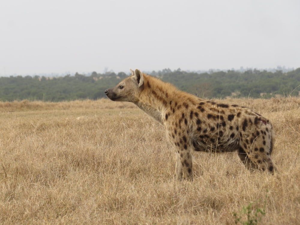 a spotted hyena in a field of dry grass