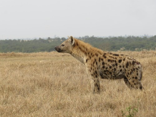 Ol Pejeta Conservancy