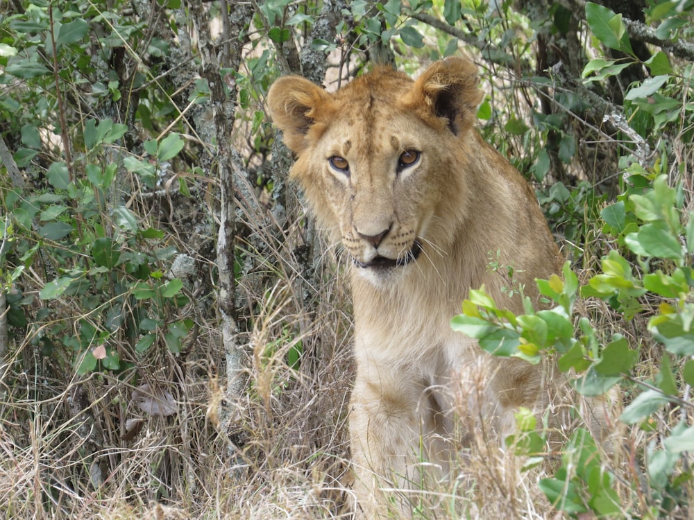 a young lion walking through the brush in the wilderness