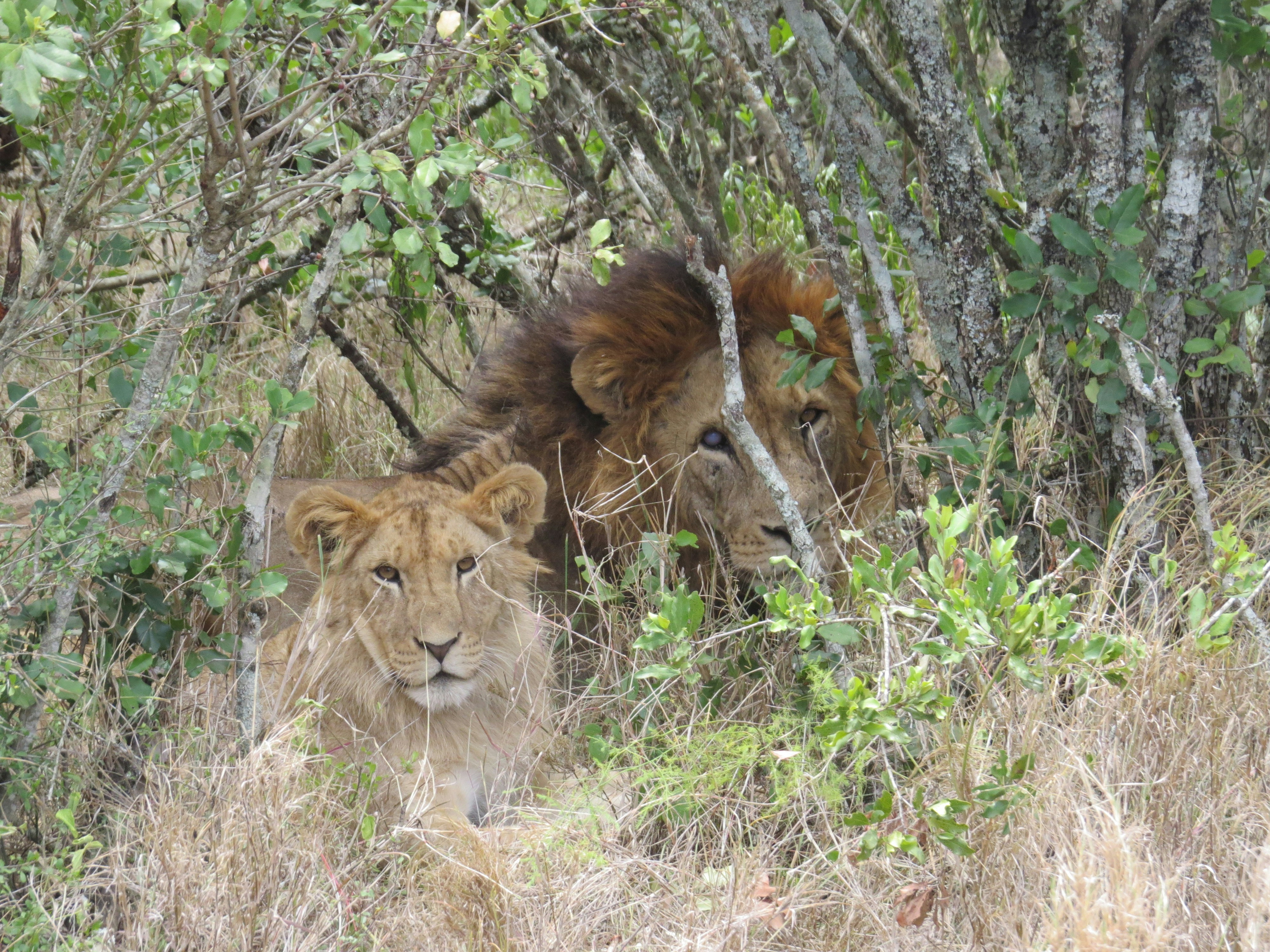 Un par de leones parados uno al lado del otro en un bosque