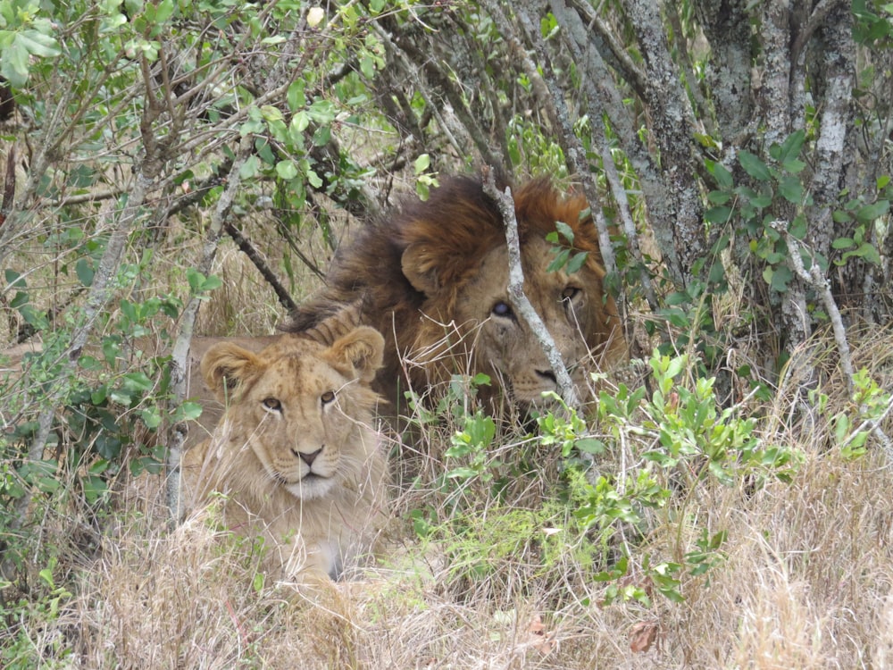 a couple of lions standing next to each other in a forest