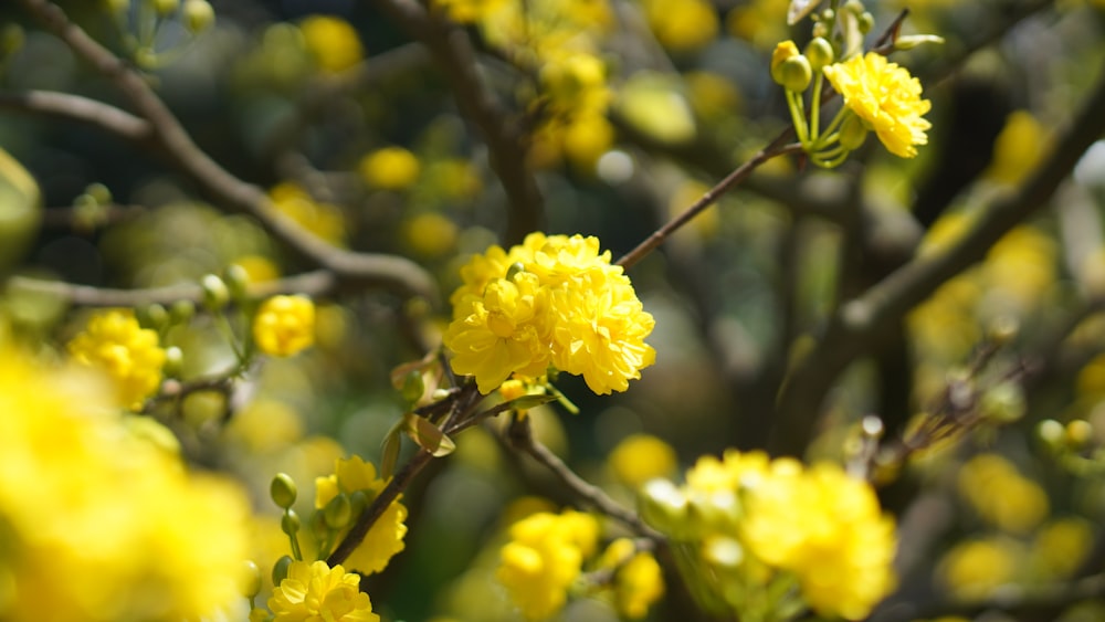 a close up of a tree with yellow flowers