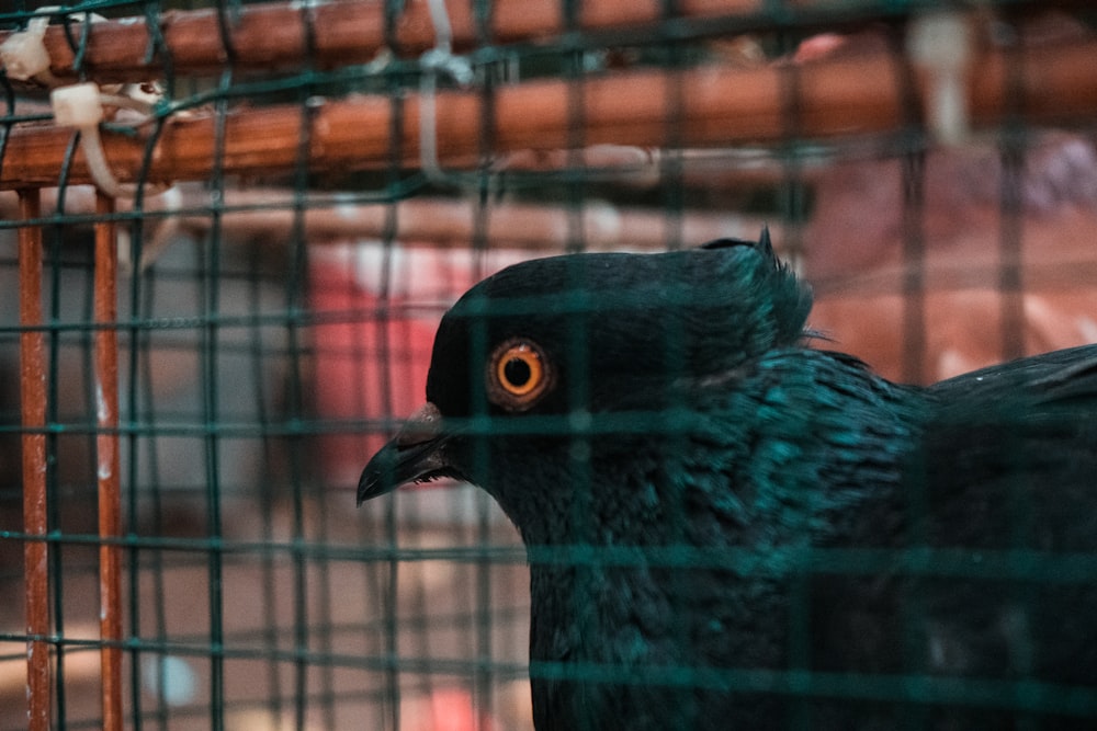 a black bird standing inside of a cage