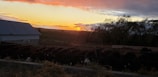 A group of cattle gathered at a feeding trough with a scenic sunset in the background. The sky is a mix of orange, yellow, and purple hues, with the sun partially visible on the horizon. Silhouetted trees and a barn are on the left side, adding an agricultural setting.