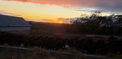 A group of cattle gathered at a feeding trough with a scenic sunset in the background. The sky is a mix of orange, yellow, and purple hues, with the sun partially visible on the horizon. Silhouetted trees and a barn are on the left side, adding an agricultural setting.