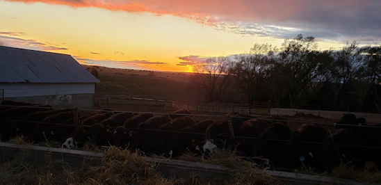 Modern cattle feedlot with advanced lighting and monitoring technology at sunset.