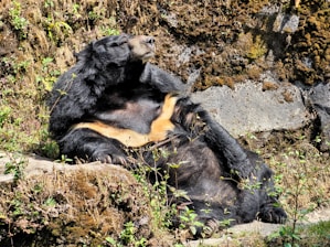 A bear with dark fur and lighter patches on its chest is reclining comfortably on a rocky, moss-covered surface. It appears to be basking in the sunlight, surrounded by small patches of greenery and ferns growing among the rocks.