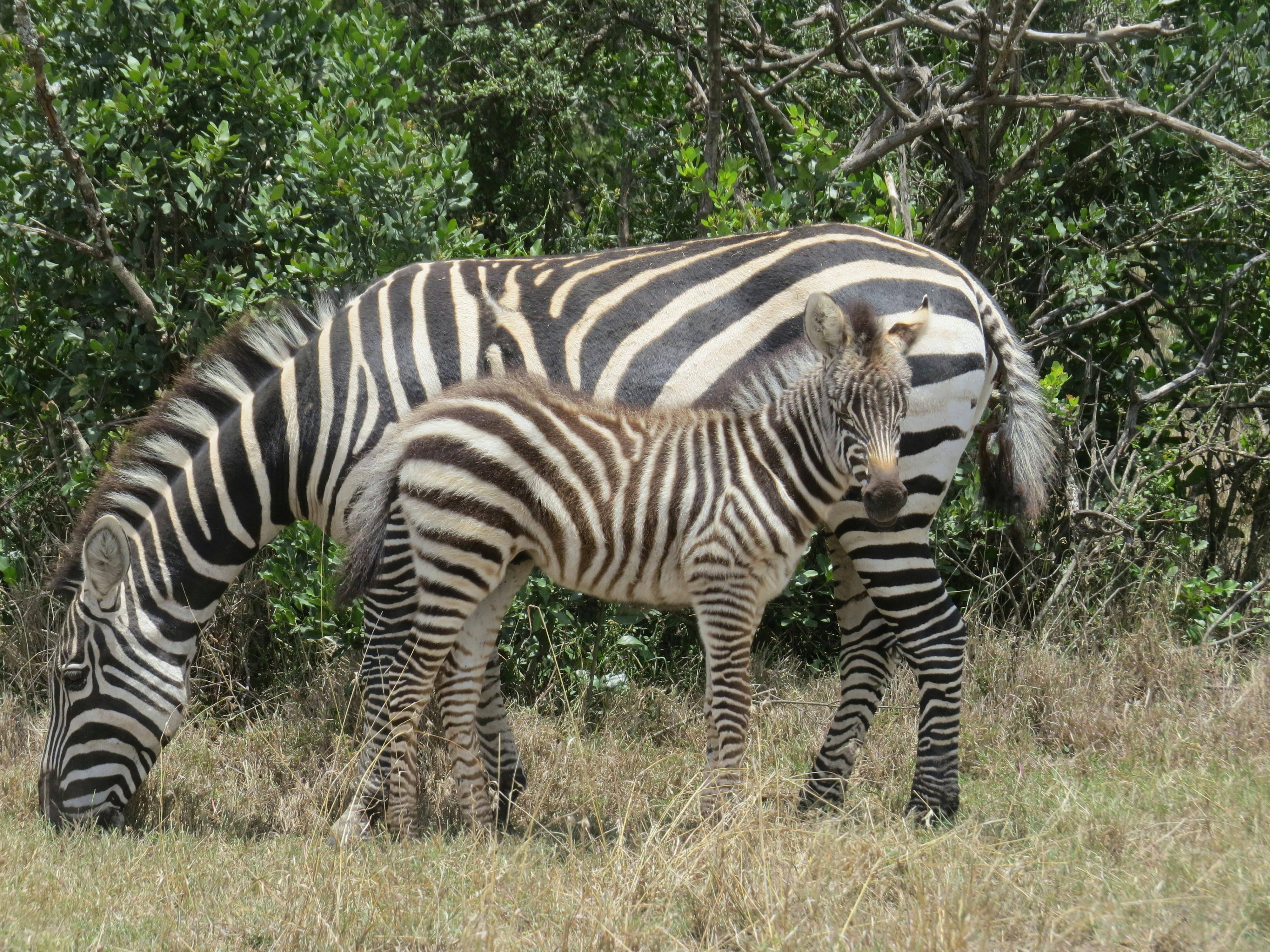 Baby Zebra and it's mum in Ol Pejeta, Kenya
