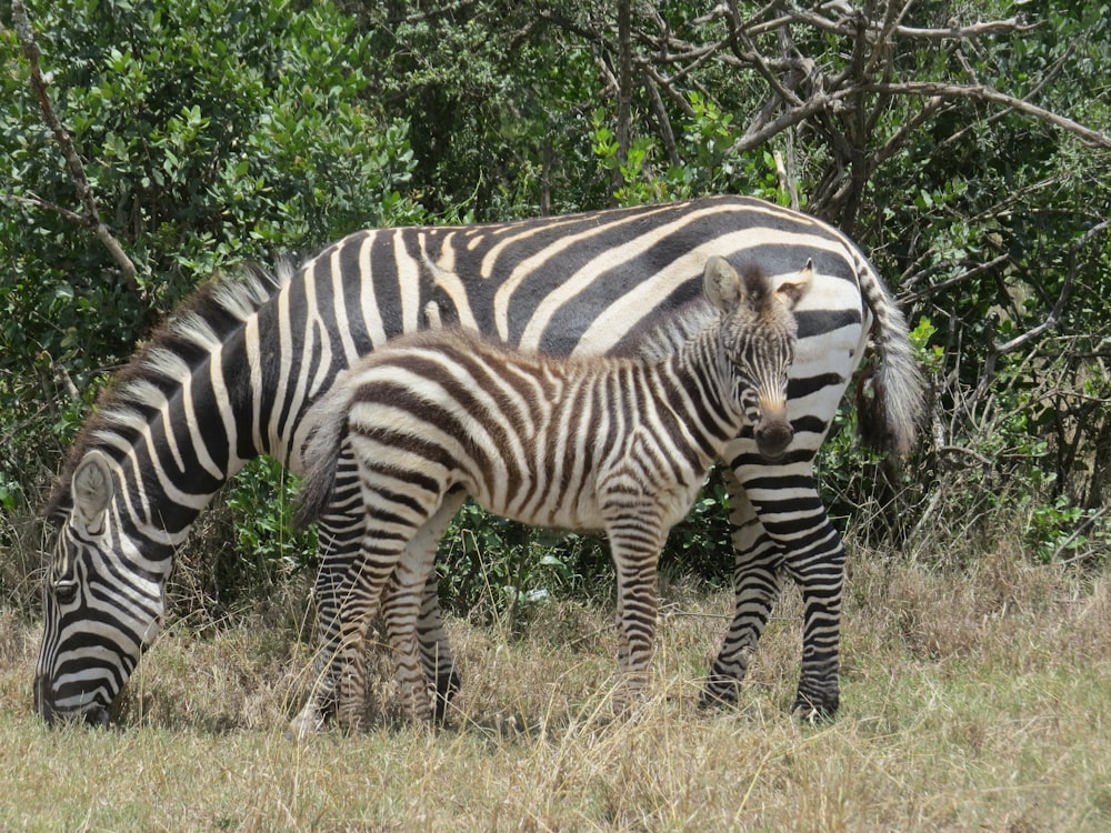 a mother zebra and her baby grazing in a field