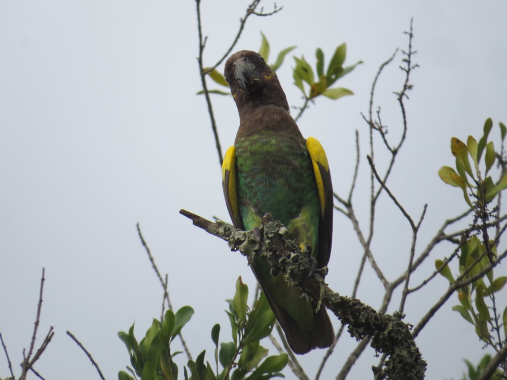 a green and yellow bird perched on a tree branch