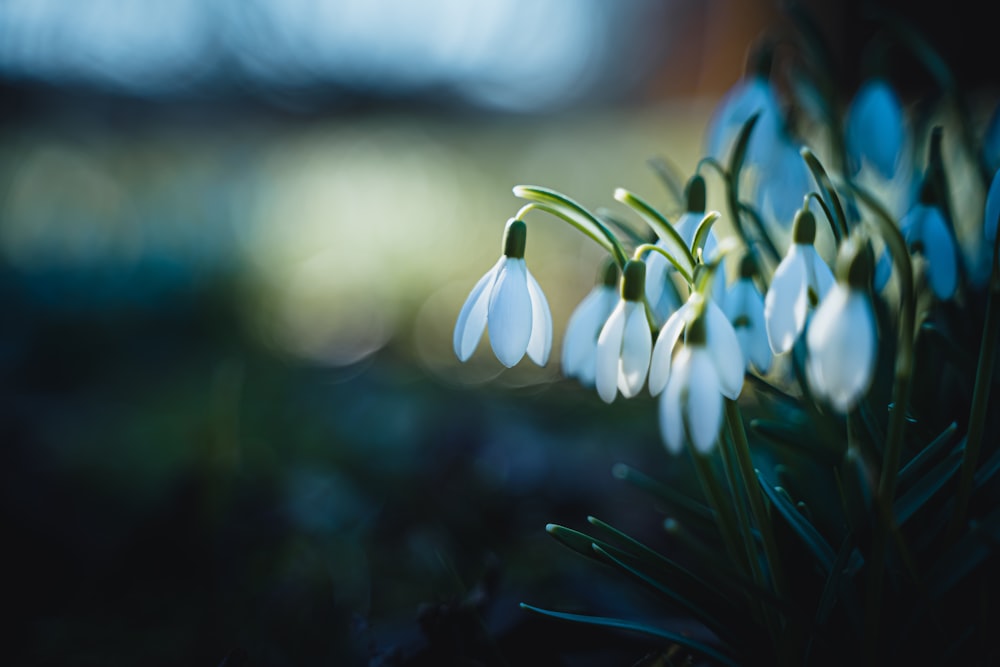 a close up of a bunch of white flowers