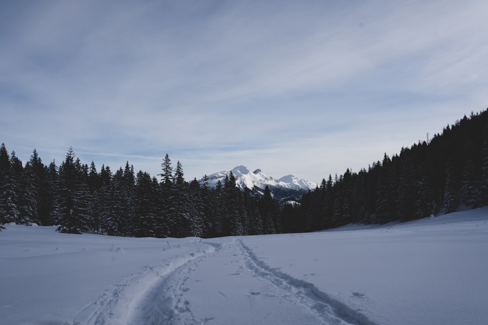 Un sendero en la nieve con una montaña al fondo